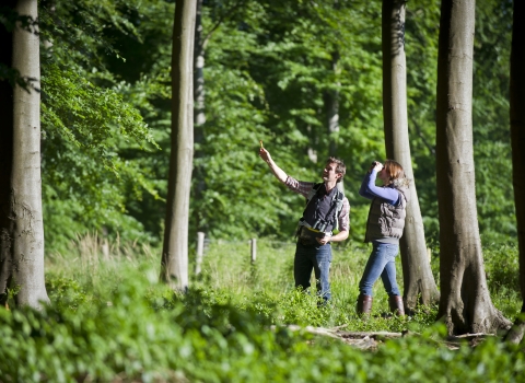 People surveying woodland