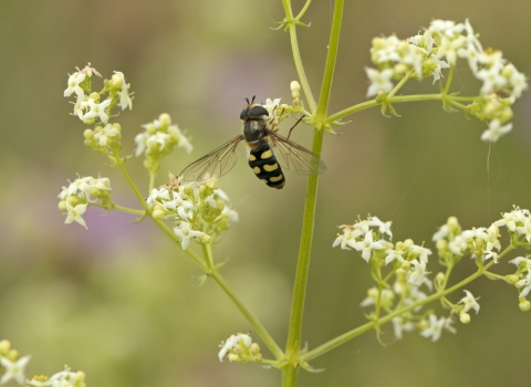 Hoverfly