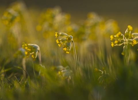 Cowslips in grassland