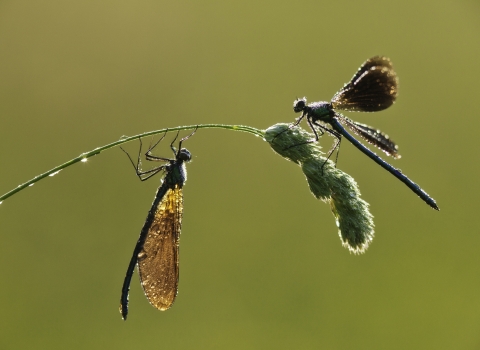 Beautiful demoiselle