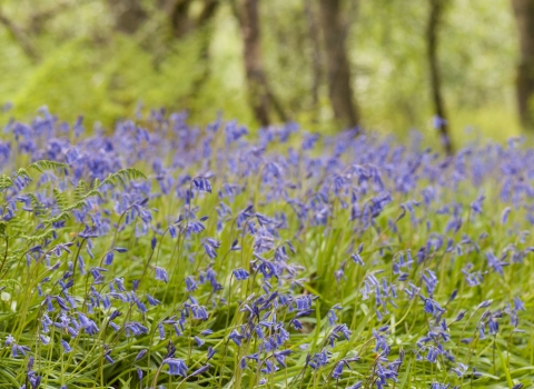 Bluebell woodland 