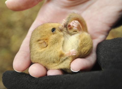 Hazel dormouse