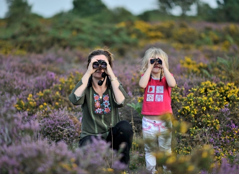 Bird watching on a heathland