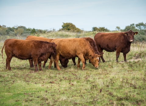 Conservation cattle grazing 