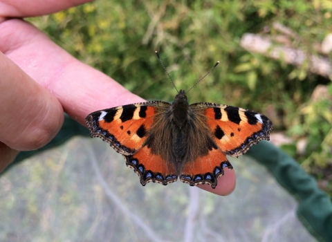 Small tortoiseshell butterfly