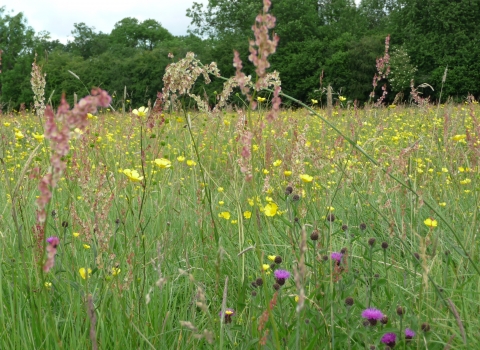 Fancott Meadows credit. Wildlife Trust