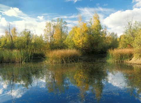 Felmersham Pits NR in autumn credit. Richard Revels