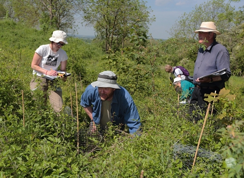 Gwen Hitchcock and Graham Bellamy checking Man Orchids at Totternhoe Knolls NR. May 2014.