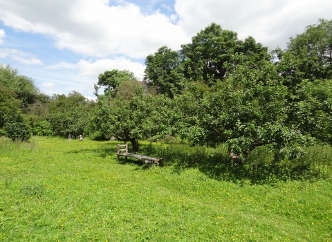 Harston Orchard