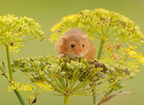 Mammal - Harvest mouse