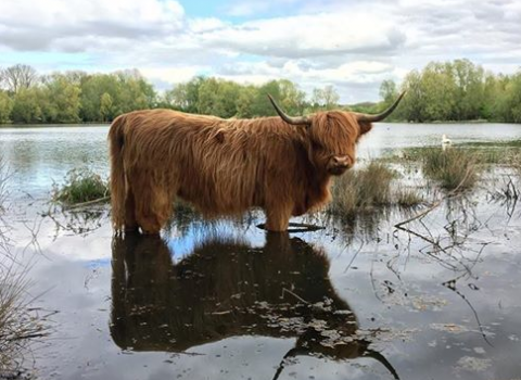 Highland cow at NW by Daisy Moser