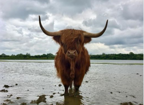 NW highland cattle by Daisy Moser