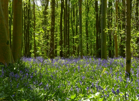 Bluebells in Waresley & Gransden Woods 