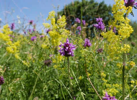 Upwood Meadows