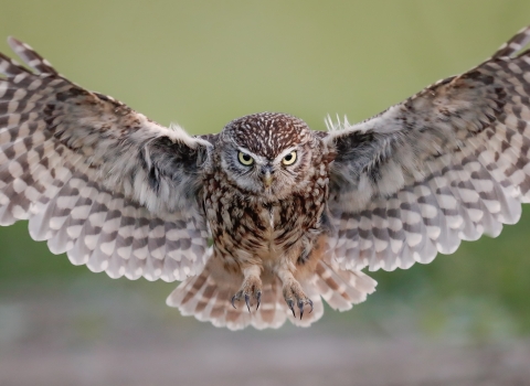 A little owl in flight, head on