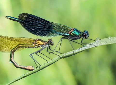 A pair of banded demoiselles facing right, perched on a branch, one male, one female.