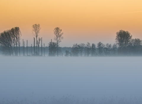 A misty sunset at the Great Fen, with orange sky and trees on the horizon