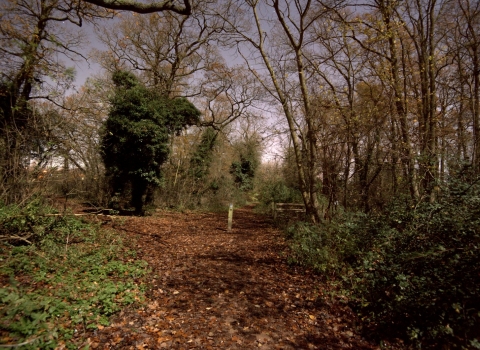 Oaks Wood at Cambourne 