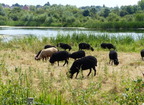 Sheep at Nene Wetlands