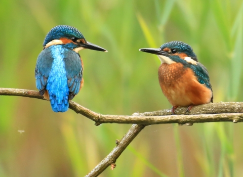 Pair of kingfishers on tree branch 