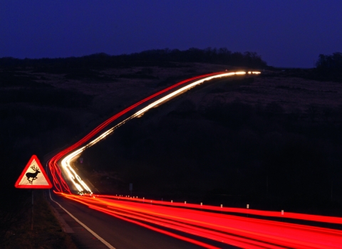 A 'warning deer' sign on a busy road at night with headlights and taillights streaking past.