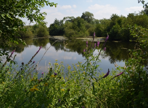 A view across the water with trees, purple loosestrife and a white butterfly