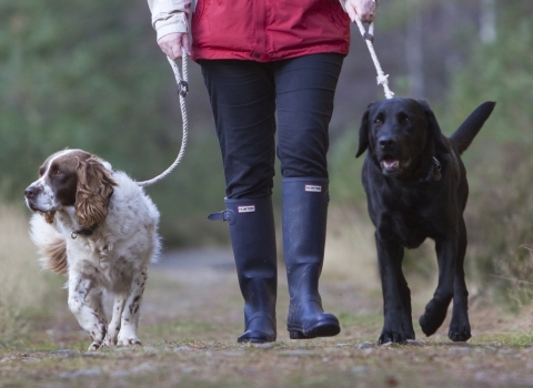 Dogs on lead