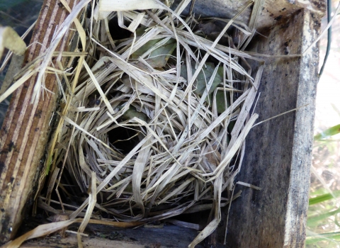 Dormouse nest in box