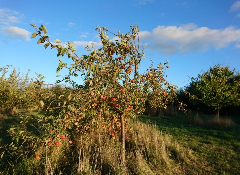 Apple tree in Cambourne Community Orchard