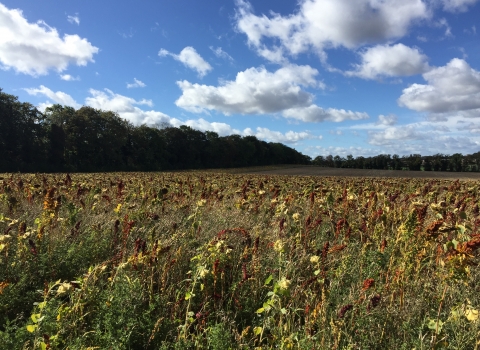  Highfield Farm Cambs by Ellie Brodie