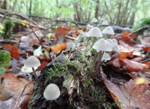 Fungi at Waresley Wood - Laura Osborne
