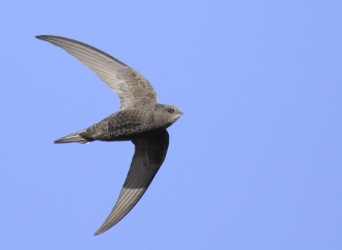 A swift in flight against a bright blue sky