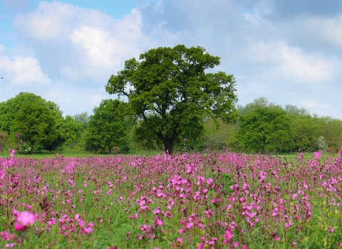 Ferry Meadow wildflower seeding