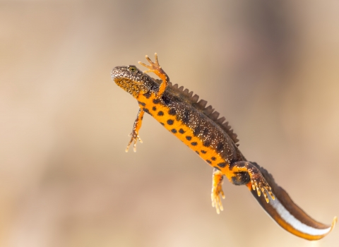 A great crested newt swimming with one arm raised, apparently in greeting