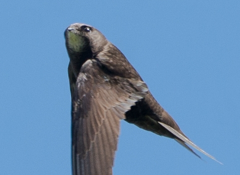 A swift flying upwards with head facing towards camera