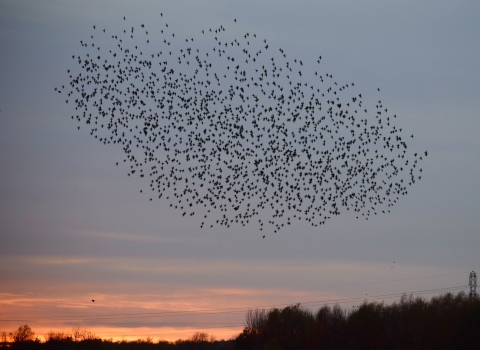 Starling murmuration