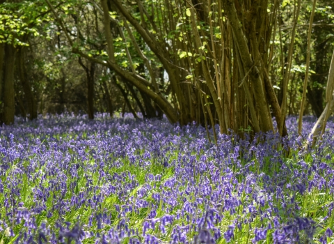 Brampton Wood Bluebells