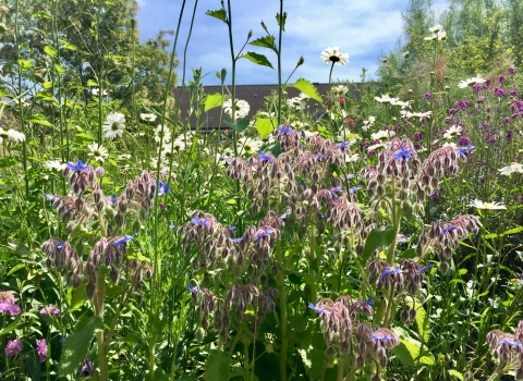 Wild Garden by Caroline Fitton