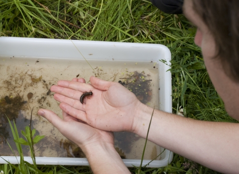 Pond dipping - Katrina Martin 2020Vision