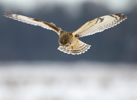 Short-eared owl in winter