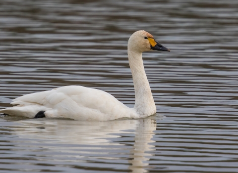 Bewick's swan swimming across the water