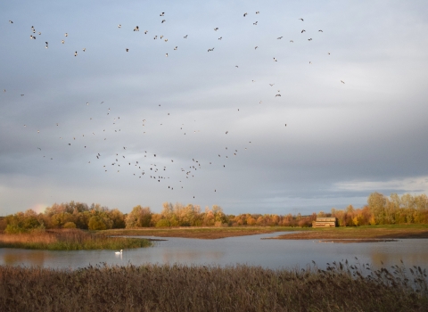 Godmanchester at sunset with birds in flight