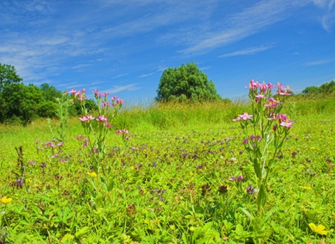 John Claire Living Landscape