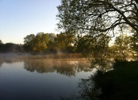 Nene Wetlands