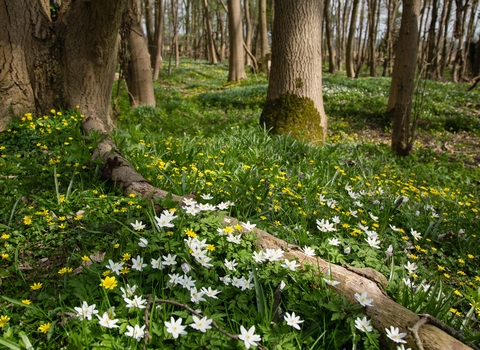 Signs of Spring