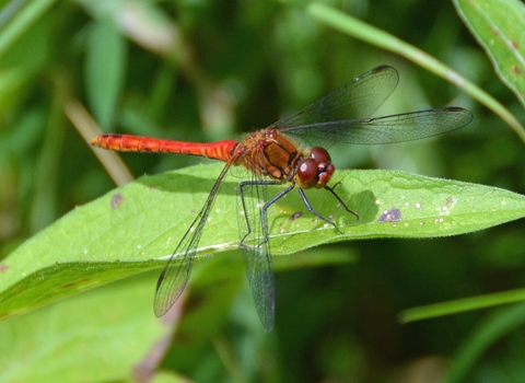 Dragonfly at Felmersham