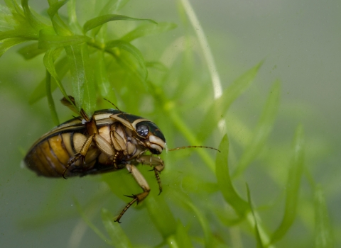 Great diving beetle