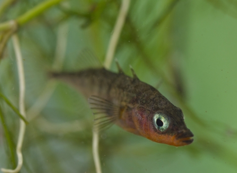 A three-spined stickleback