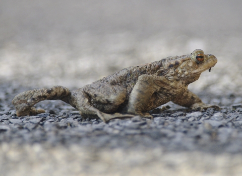 Toad crossing the road by John Bridges
