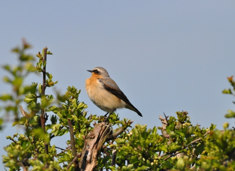 Bird Wheatear